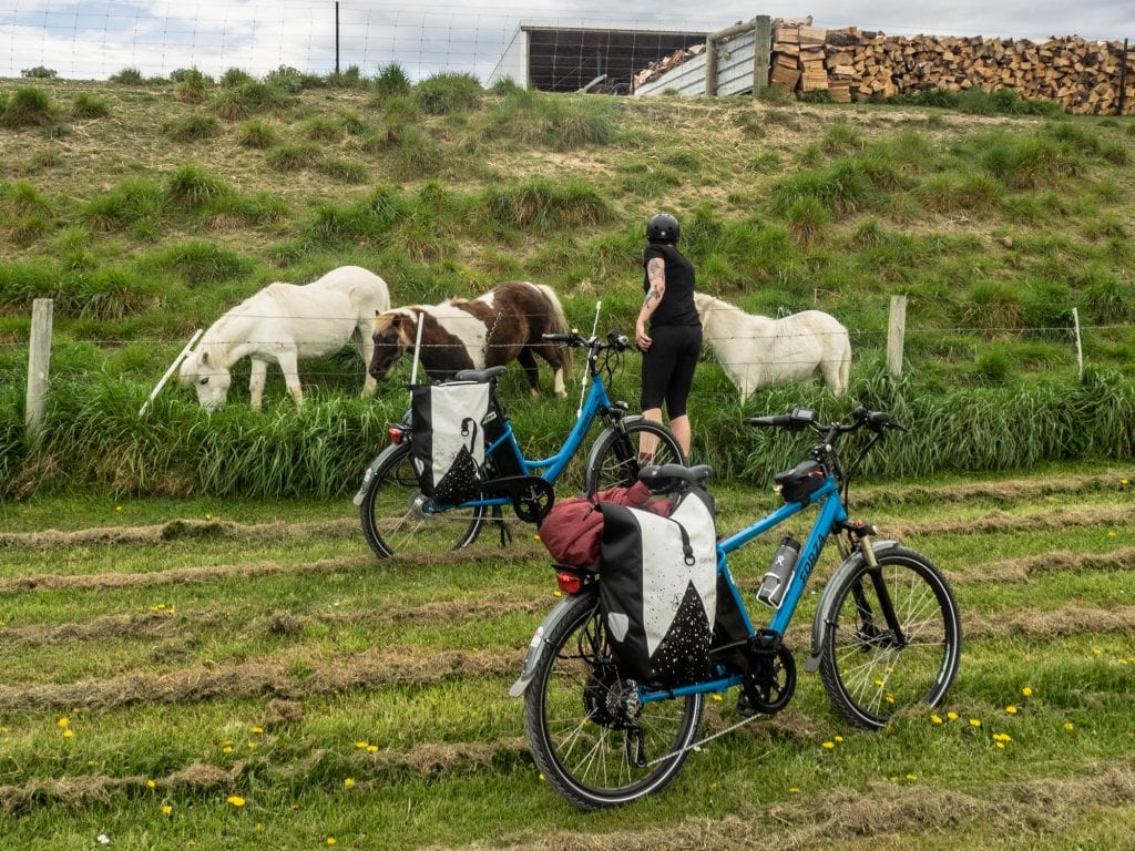 Saying Hello To Horses