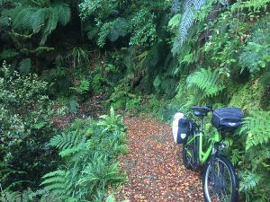 old ghost road beech forest